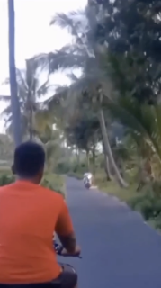 ココナッツの木の下を走るのは危険