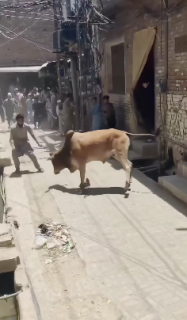 牛追い祭りみたいになってるインドの街