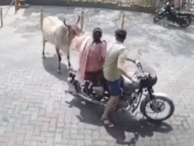 バイクの女性を突然襲う牛