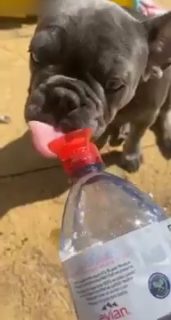 水道水は飲まない犬