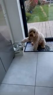足を拭いてもらうまで家に入らないお利口な犬