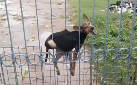 クネクネな状態で門に挟まった犬を救助