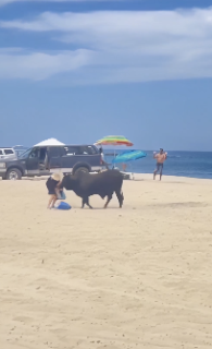 ビーチで執拗に牛に狙われる観光客