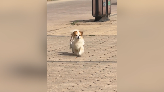 モデル歩きをする犬