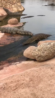 天然滑り台を楽しむワニ