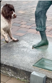 石を投げて欲しい犬