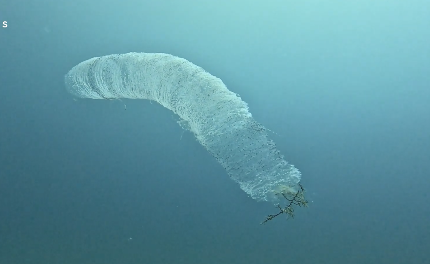 不思議な形をした水中生物