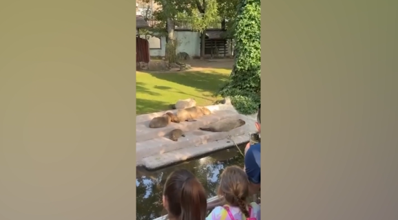 お昼寝中のカピバラが池に転落