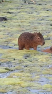 水上タクシーに乗るカビパラの赤ちゃん