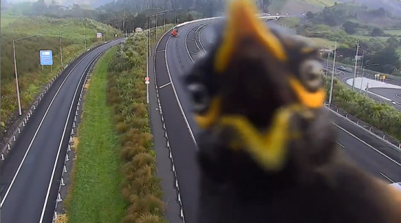 高速道路カメラをチェックしにきた九官鳥