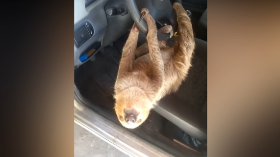 暑さ対策のため車のドアを開けておいたら…