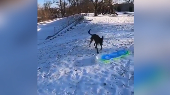 そり滑りを楽しむ犬