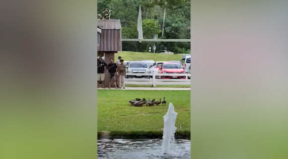 二足歩行でアヒルの家族を追いかける犬