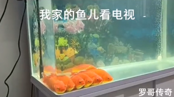 テレビにくぎ付けの金魚