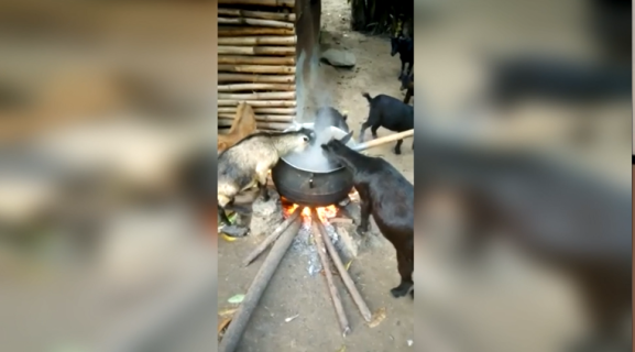 衝撃！煮えたぎる鍋のご飯を食べるヤギ