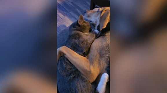 抱き合って眠る犬と猫