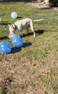 風船割が上手な犬