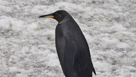 全身真っ黒なペンギン