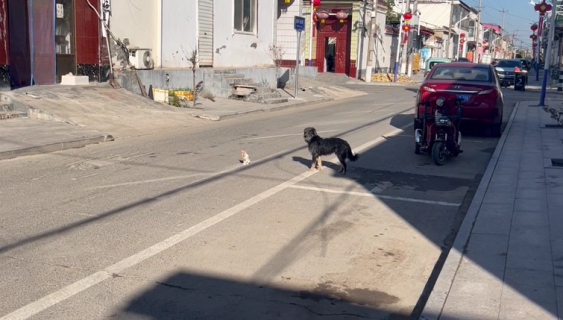 子猫を安全なところまで運ぶやさしい犬