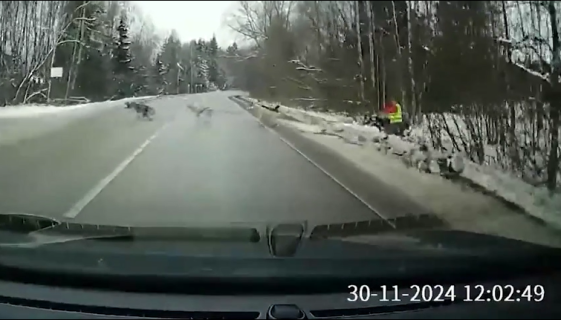 道路を横切る犬ぞりとの衝突をギリギリ回避