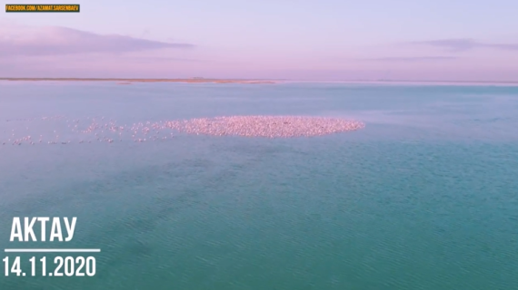 湖にピンクの浮島？