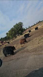 移動するクマの群れに遭遇！？