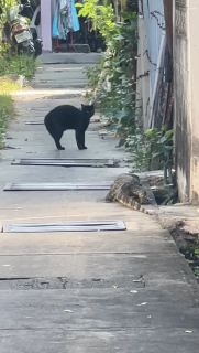 固まっていた猫がギリギリのところで飛びのく