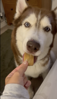 イギリス人みたいにクッキーを食べる犬