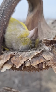 向日葵のベッドで眠る鳥