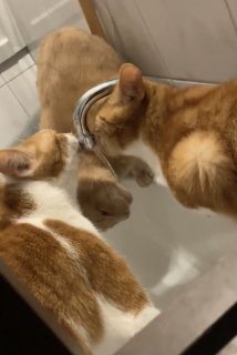 ３匹の猫が仲良く水を飲む