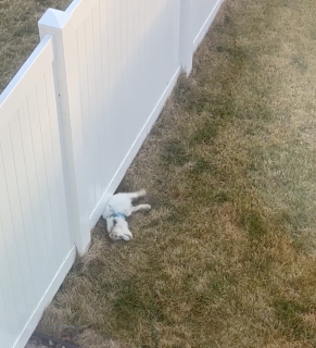 抜け穴を掘って隣の犬と遊ぶ犬