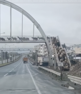 歩道橋を渡る羊の群れ