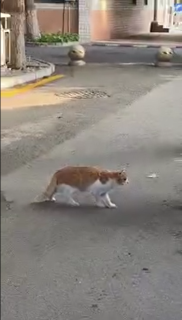 道路の真ん中で凍り付く猫