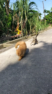 誰にも止められない爆走猫