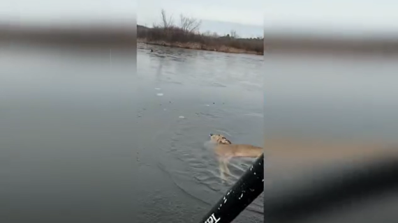 凍った湖で溺れるシカを救出