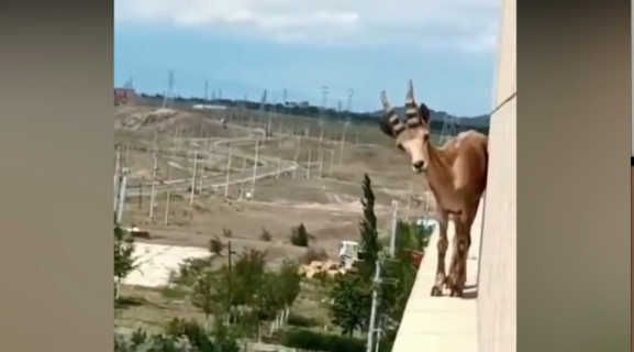 意外すぎる場所でヤギと遭遇