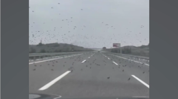 道路に鳥の群れが着地