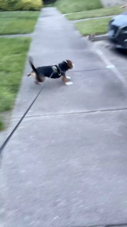 犬がウサギを追いかけたら車に激突