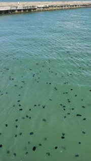 海に浮かぶ無数の黒い物体