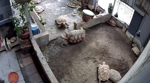 ひっくり返った仲間を助けるカメ