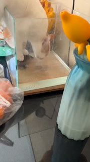 水槽の水を飲むためにカメを足場にする猫