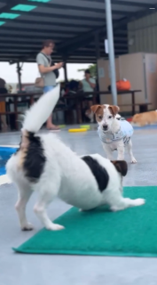 プールの中に突き飛ばされる犬