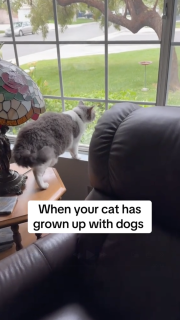 犬のような鳴き声の猫