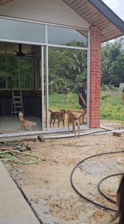 鏡に映る自分に吠える犬を遠くから見る猫