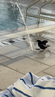 噴水で遊ぶ鳥