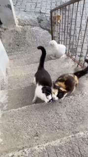 離れたくない猫