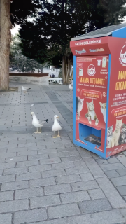 猫みたいに鳴くカモメ