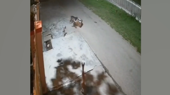 襲いかかってくるヒョウを群れで退治する犬