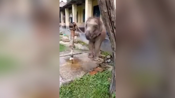 自分で水を出して飲む子ゾウ