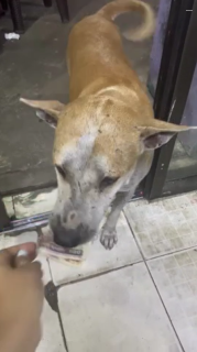 お金をもらい串焼きを買いに行く犬